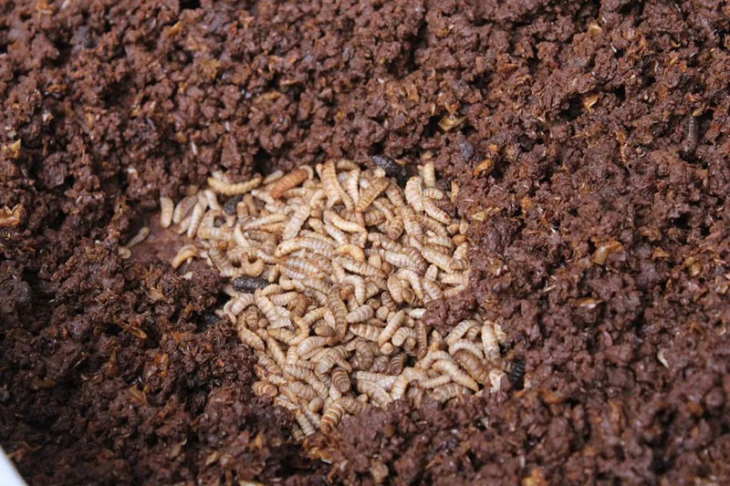 黑水虻養殖